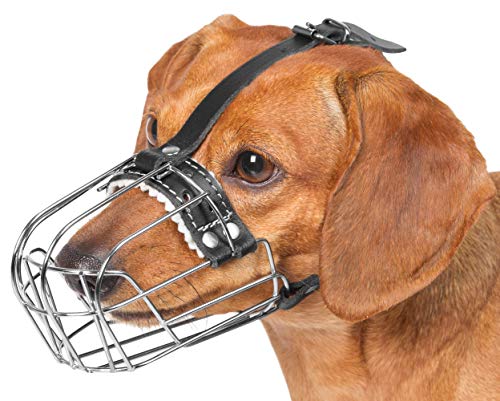 Dog Chrome Metal Muzzles for Dachshund Adjustable Leather Straps